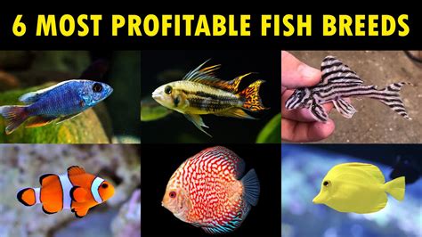Take Your Fish Breeding Skills to the Next Level with our Magic Fish Breeding Chart
